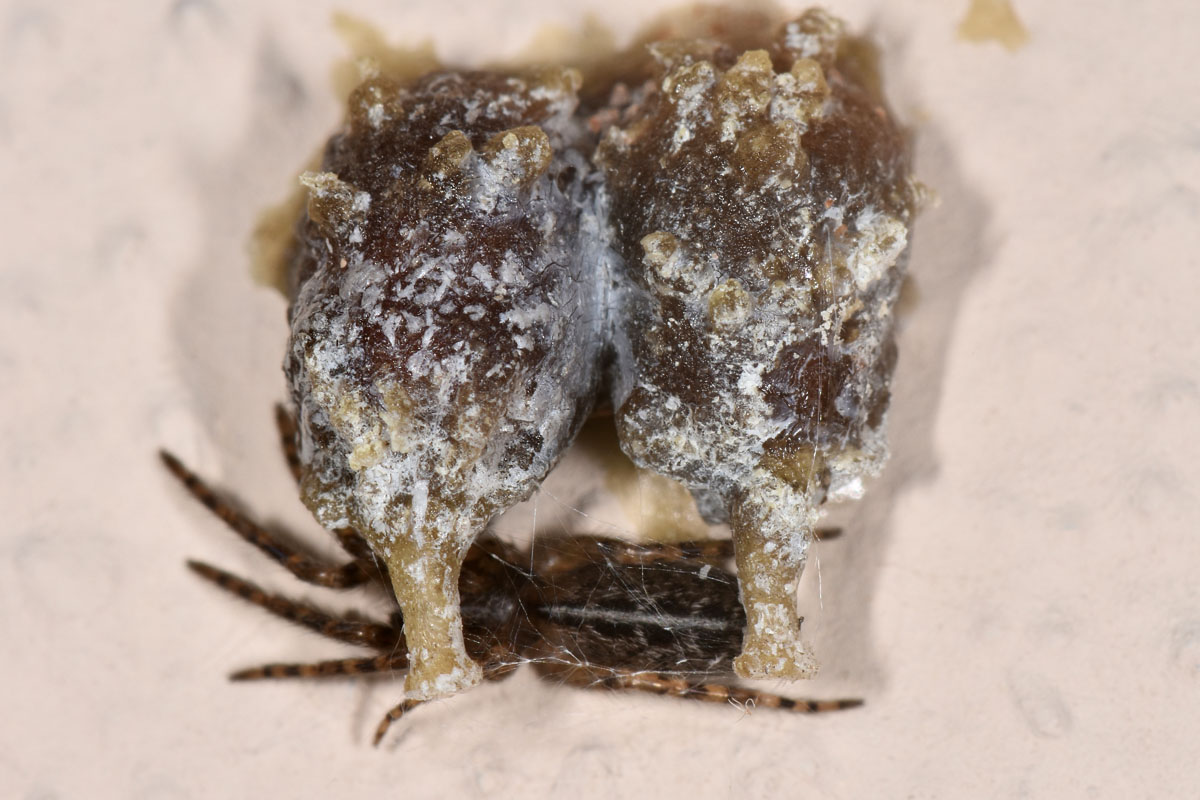 Nidi strani... di Anthidiellum sp. (Apidae Megachilinae)